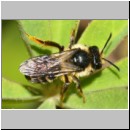 Colletes daviesanus - Seidenbiene m002a 9mm - OS-Wallenhorst-Sandgrube-det.jpg